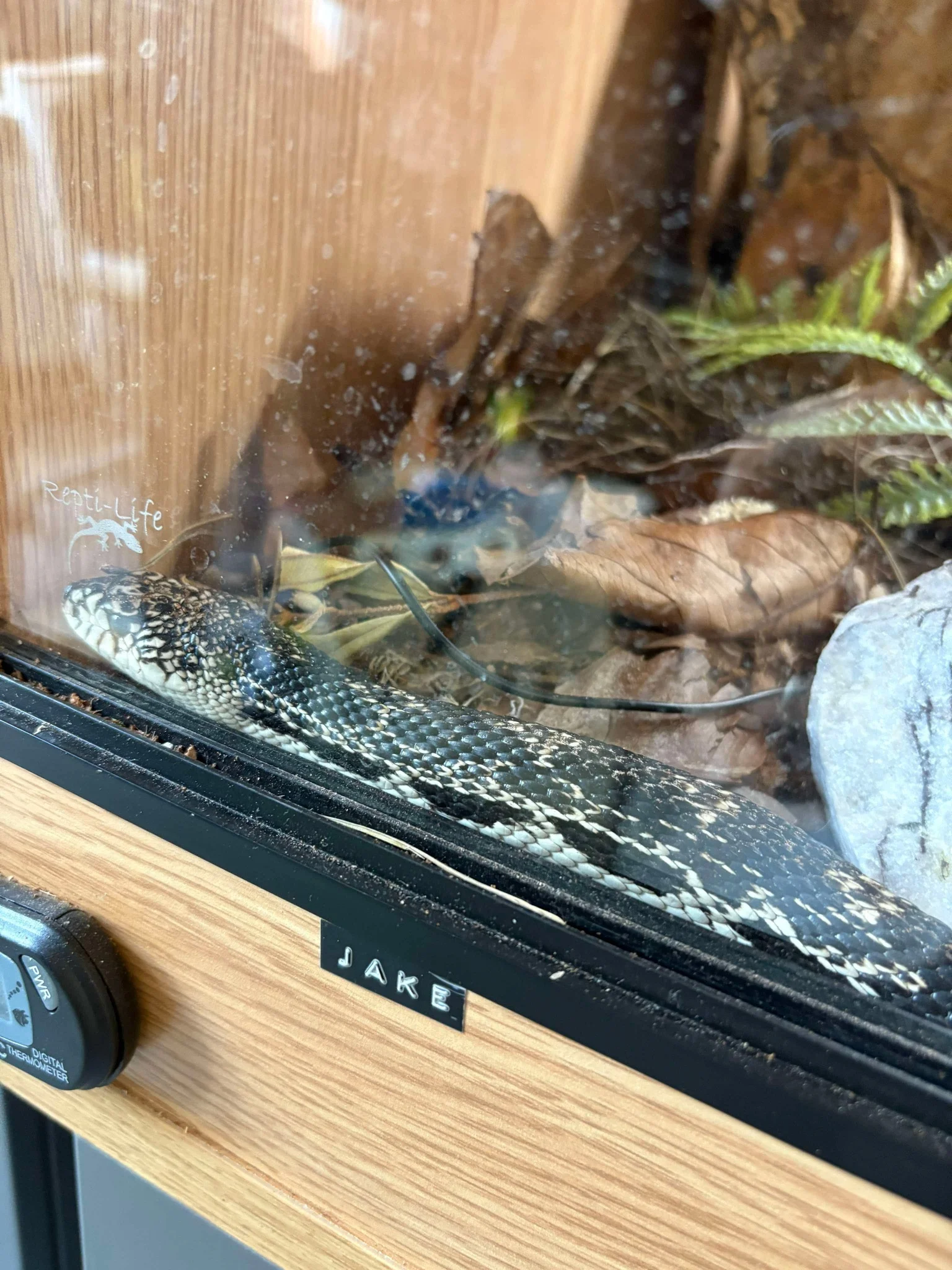 Jake the Northern Pine Snake at ReptiCareAI HQ